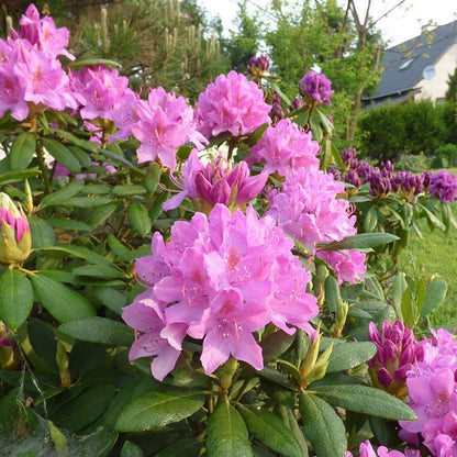 Rhododendron 'Roseum Elegans'  - Roseum Elegans Rhododendron