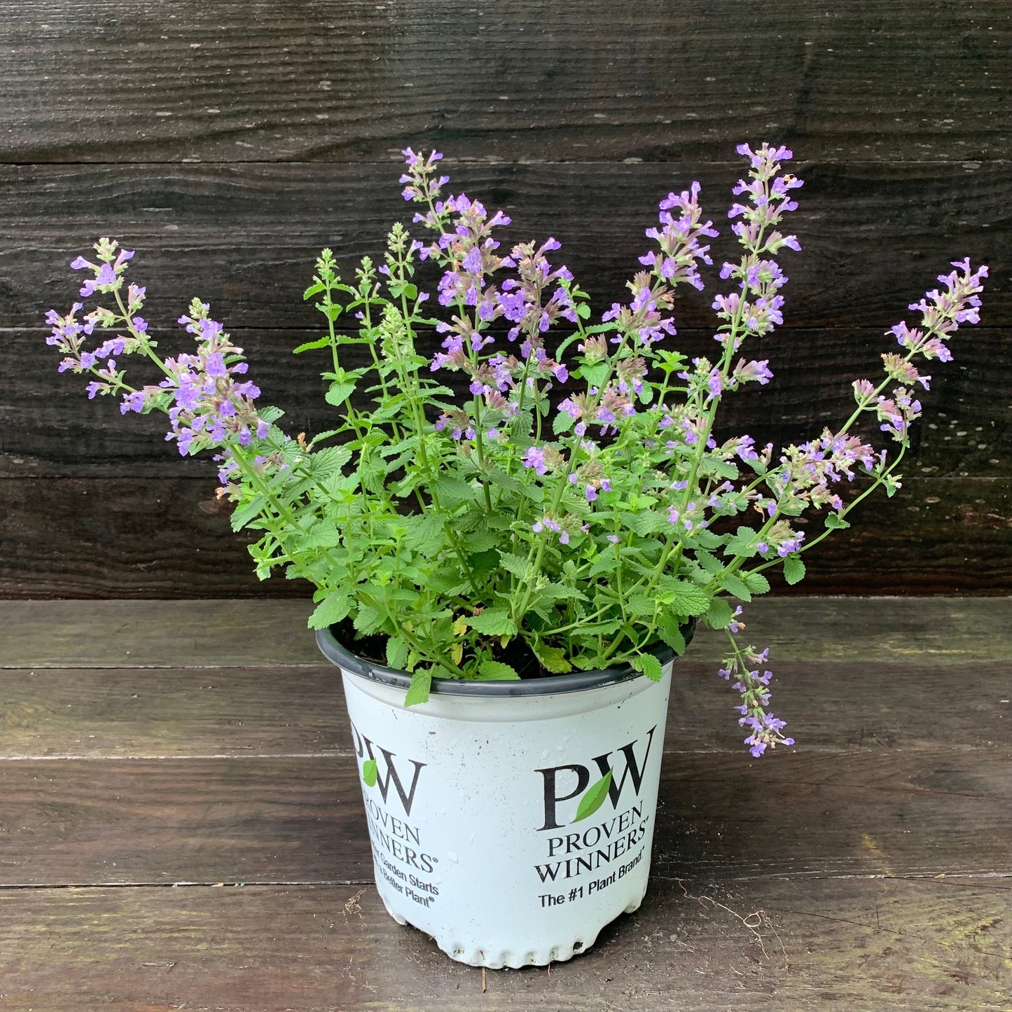 Nepeta x faassenii ‘Cat’s Pajamas’  - Cat's Pajamas Catmint