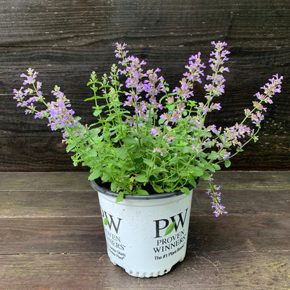 Nepeta x faassenii ‘Cat’s Pajamas’  - Cat's Pajamas Catmint