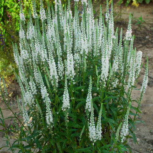 Veronica 'White Wands'  - Magic Show® White Wands Speedwell