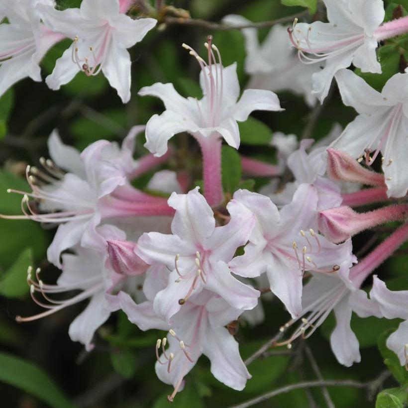 Azalea atlanticum  - Coastal Azalea