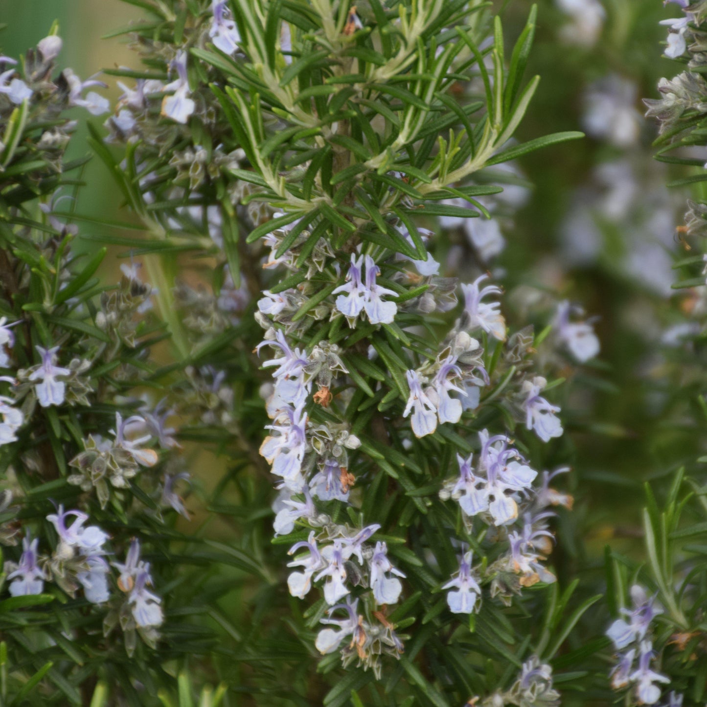 Rosmarinus officinalis 'Blue Spires'  - Blue Spires Rosemary