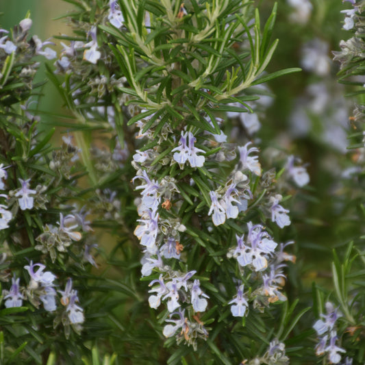 Rosmarinus officinalis 'Blue Spires'  - Blue Spires Rosemary