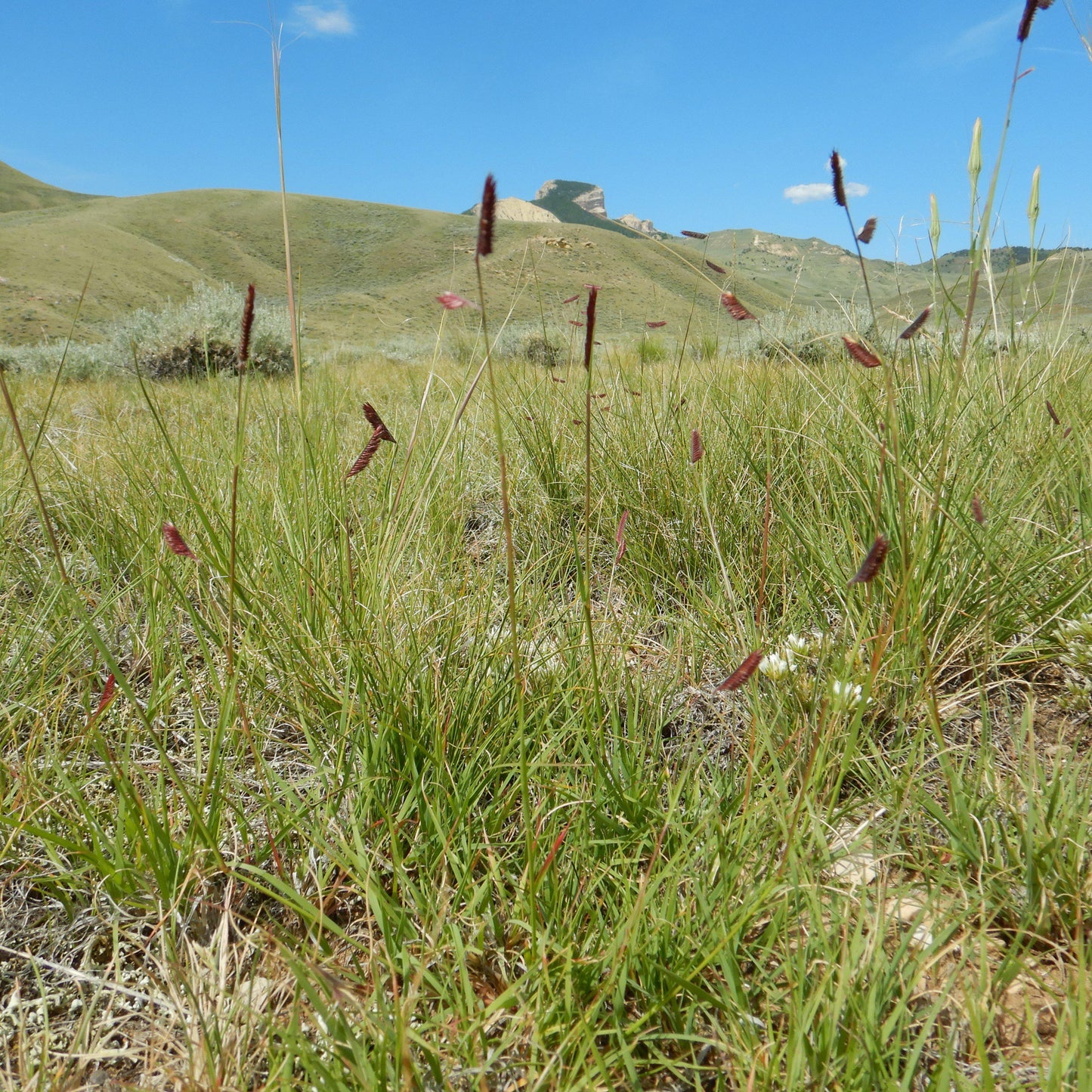 Bouteloua gracilis  - Blue Grama, Mosquito Grass
