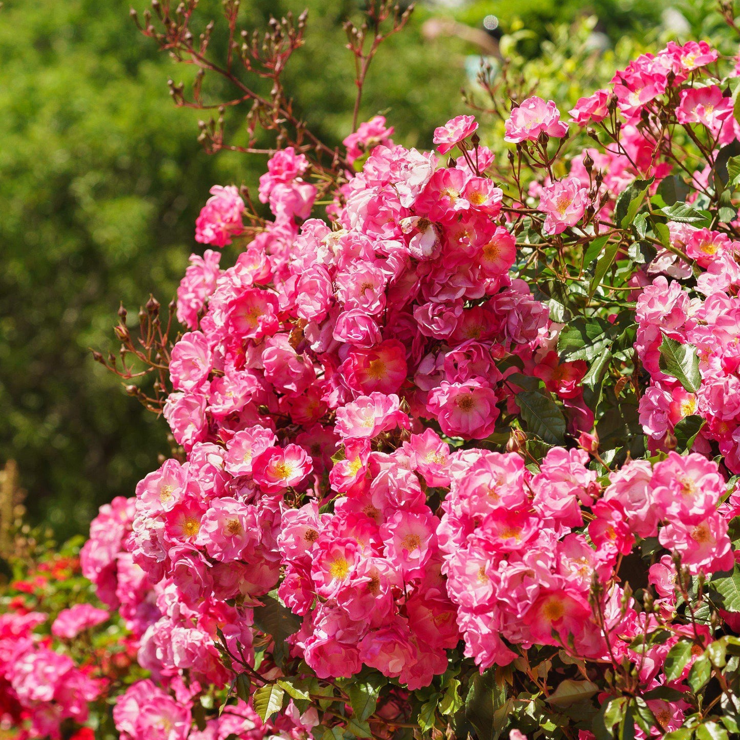Rosa x 'NOA168098F'  - Flower Carpet® Pink Supreme Rose