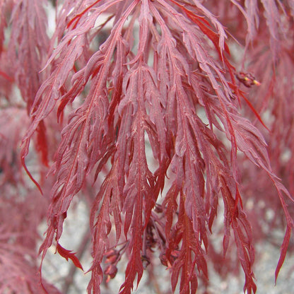 Acer palmatum var. dissectum 'Tamukeyama'  - Tamukeyama Japanese Maple