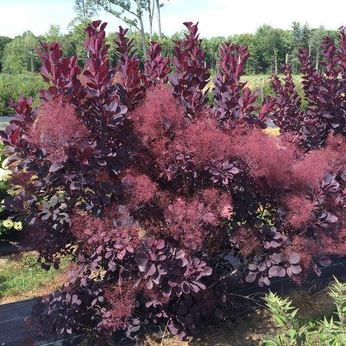 Cotinus coggygria 'NCCO1'  - Winecraft Black® Smokebush