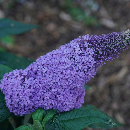 Buddleia x 'SMNBDL'  - Pugster® Amethyst Butterfly Bush