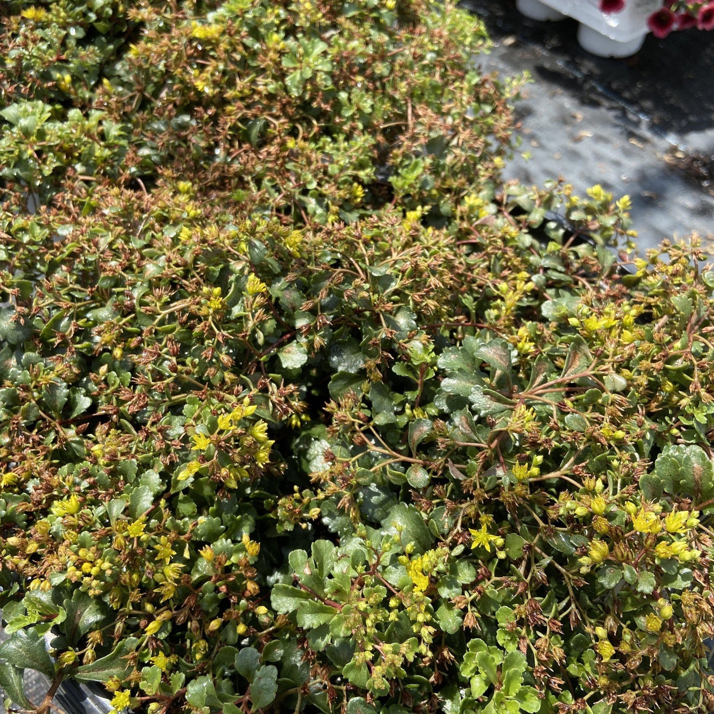 Sedum 'Yellow Brick Road’  - Rock 'N Low™ Yellow Brick Road Stonecrop