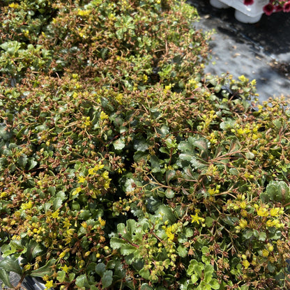 Sedum 'Yellow Brick Road’  - Rock 'N Low™ Yellow Brick Road Stonecrop