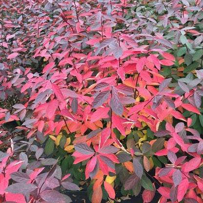 Itea virginica 'SMNIVDFC' USPP 30,233  - Scentlandia® Sweetspire