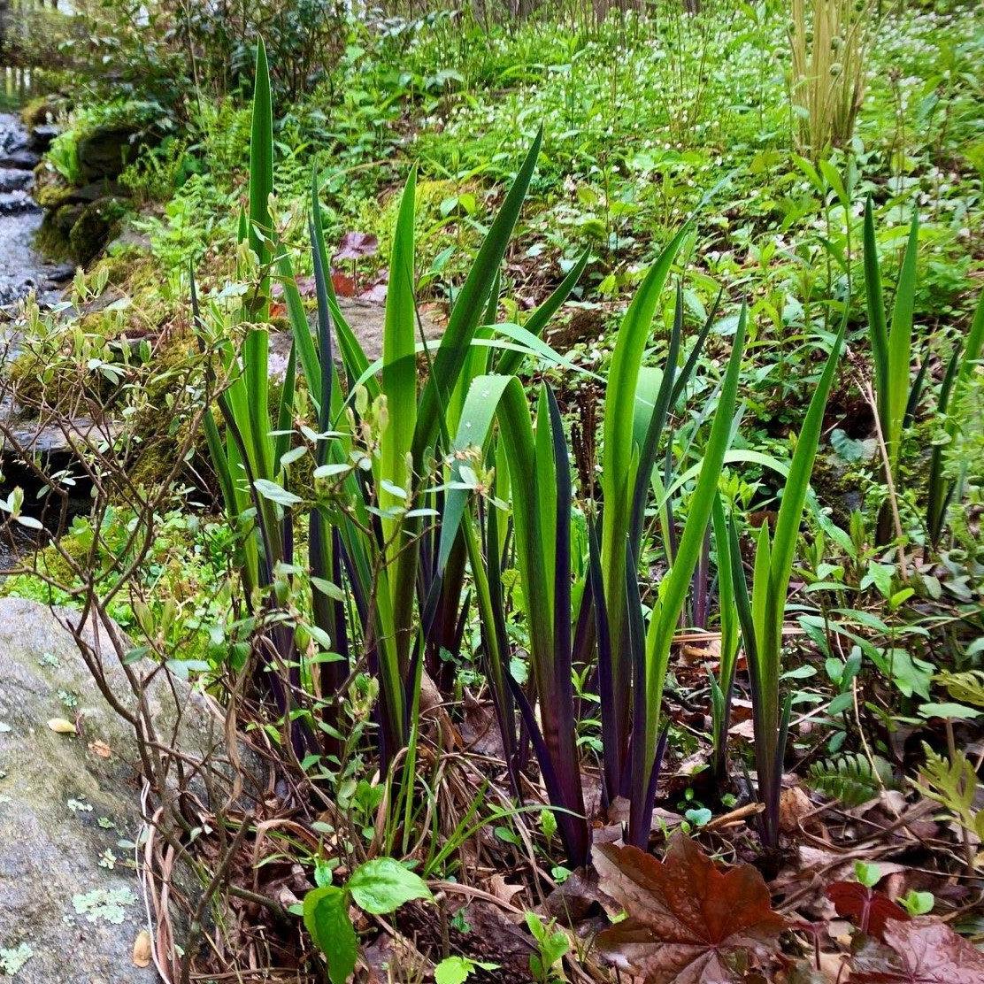 Iris versicolor 'Purple Flame'  - Purple Flame Blue Flag Iris
