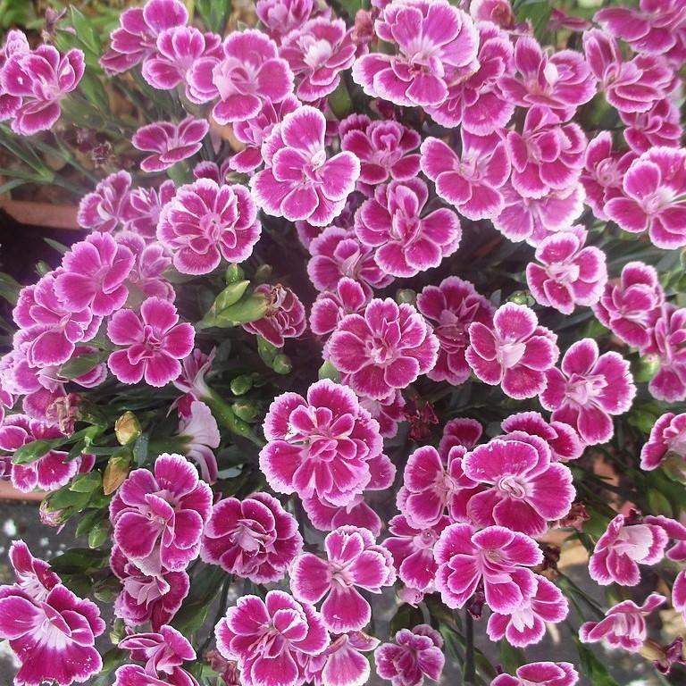 Dianthus plumaris 'Delilah Bicolor Purple'  - Delilah™ Bicolor Purple Dianthus