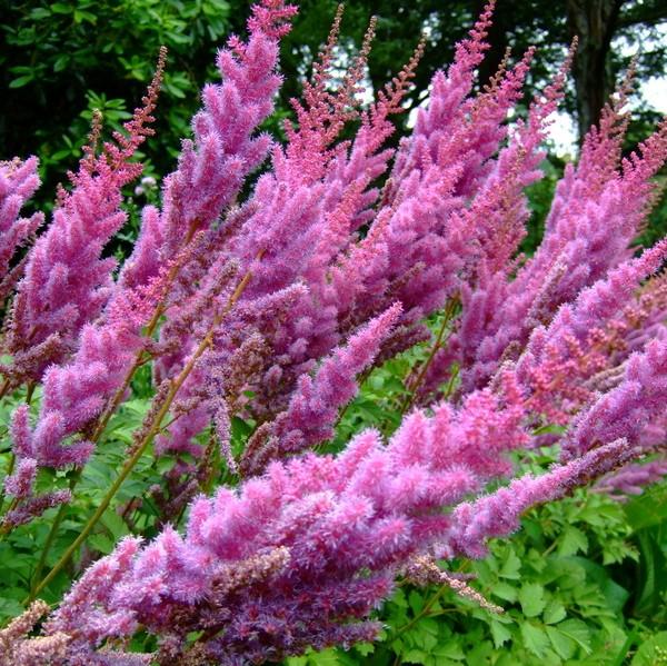Astilbe chinensis 'Purpurkerze'  - Purple Candles Chinese Astilbe
