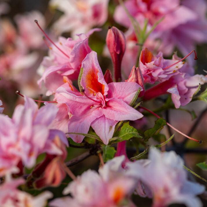 Rhododendron 'UMNAZ 493' PP26,600  - First Editions® Electric Lights™ Double Pink Azalea