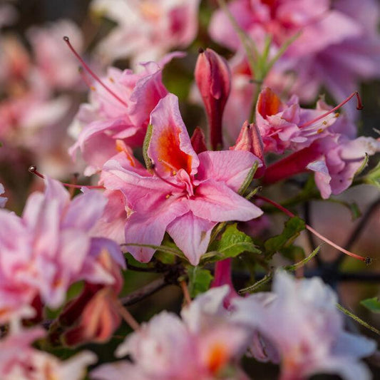 Rhododendron 'UMNAZ 493' PP26,600  - First Editions® Electric Lights™ Double Pink Azalea