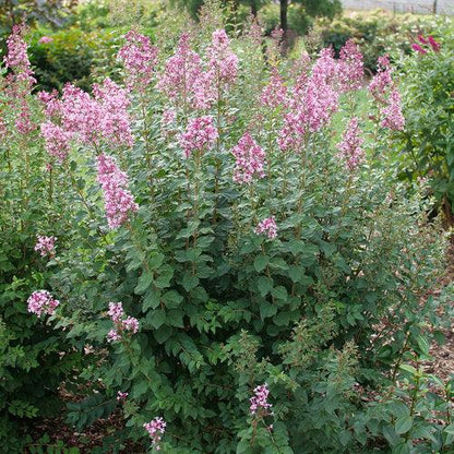 Syringa x 'SMNSPH' USPP 35,93  - Bloomerang® Ballet™ Lilac