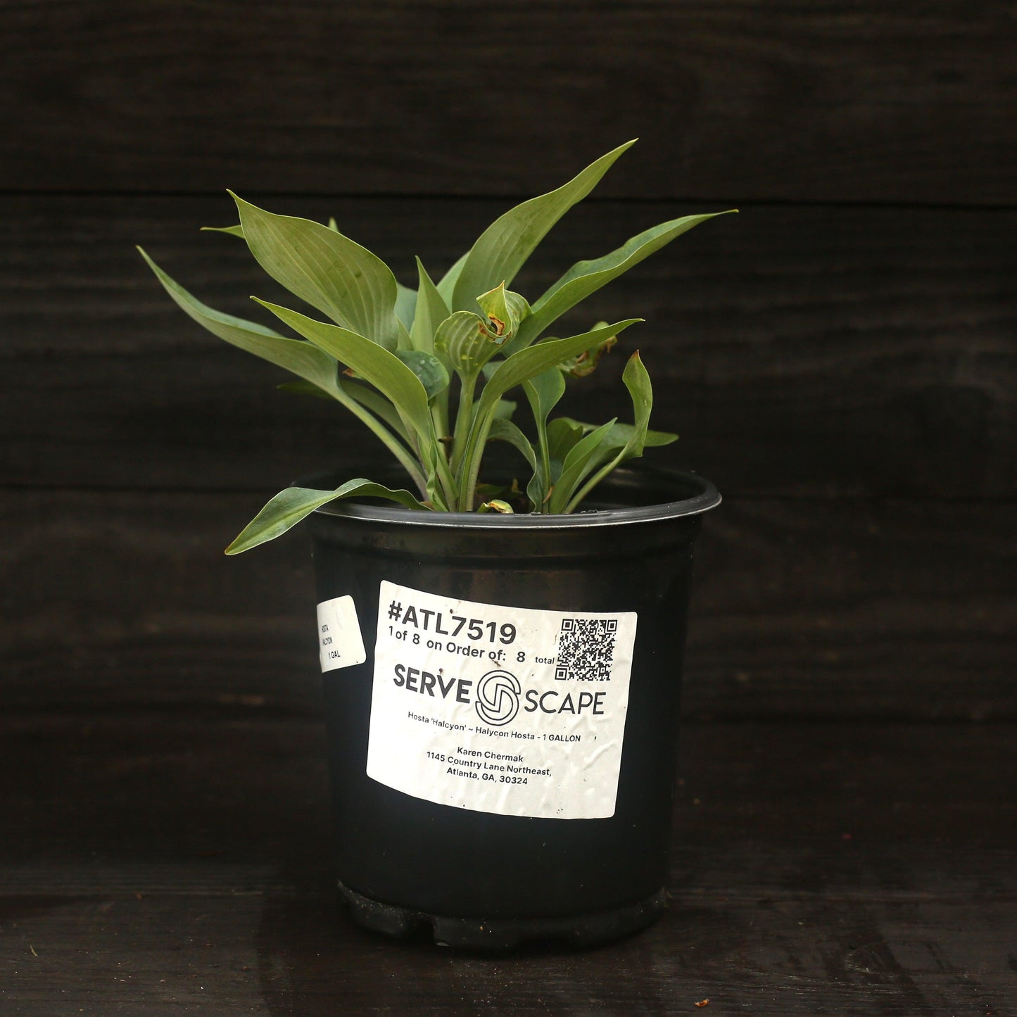 Hosta 'Halcyon'  - Halcyon Hosta