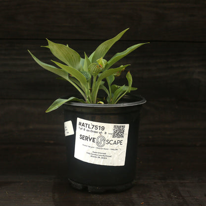 Hosta 'Halcyon'  - Halcyon Hosta