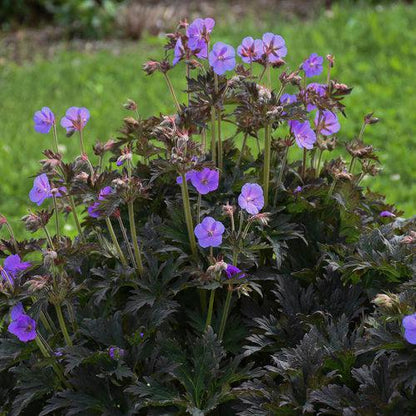 Geranium pratense 'Boom Chocolatta'  - Boom Chocolatta Cranesbill