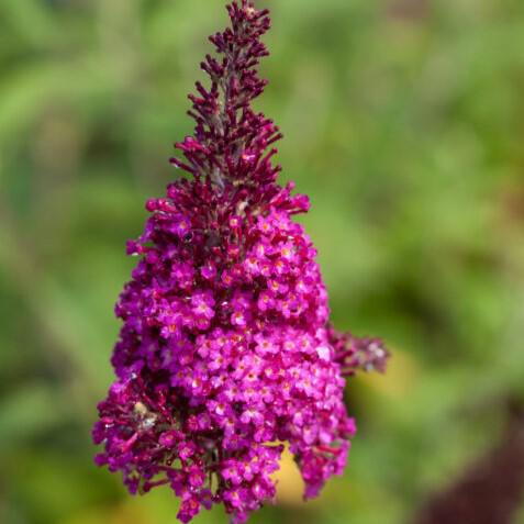 Buddleia davidii 'PIIBD-II' PP26,278  - First Editions® Funky Fuchsia™ Butterfly Bush