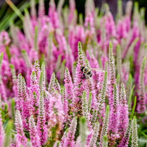 Veronica 'Pink Potion' PP 29,681  - PW® Magic Show® Pink Potion Veronica