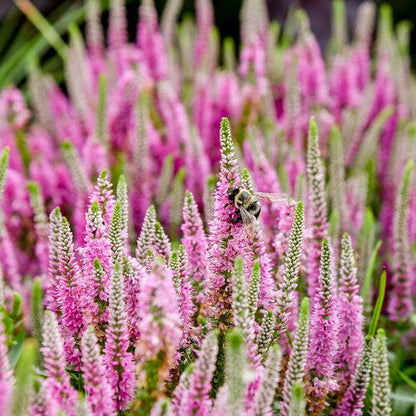 Veronica 'Pink Potion' PP 29,681  - PW® Magic Show® Pink Potion Veronica