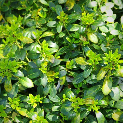 Ilex glabra 'Densa'  - Densa Inkberry Holly