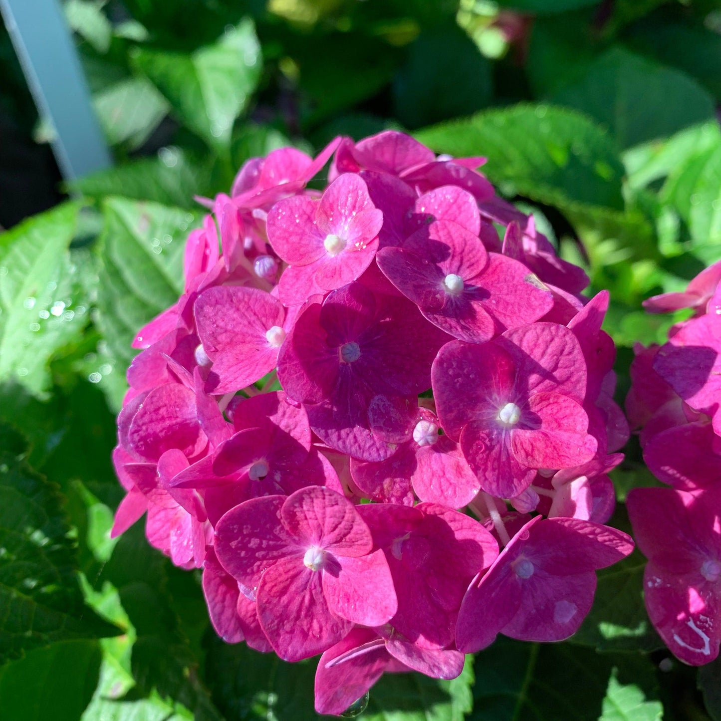 Hydrangea macrophylla 'Bailmacfive’ PP30,359  - Endless Summer® Summer Crush® Hydrangea