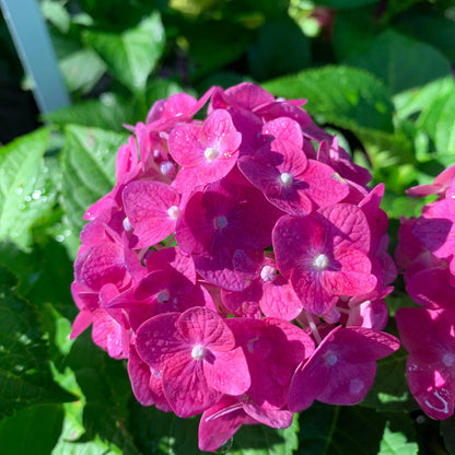 Hydrangea macrophylla 'Bailmacfive’ PP30,359  - Endless Summer® Summer Crush® Hydrangea