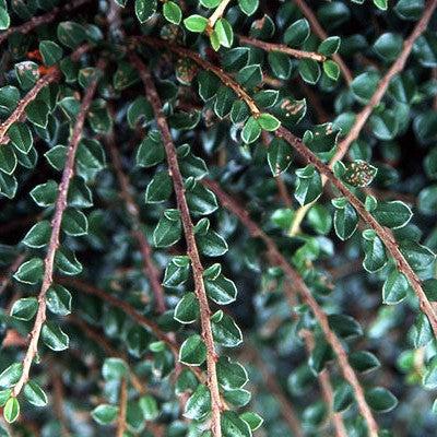 Cotoneaster adpressus 'Little Gem'  - Tom Thumb Cottoneaster