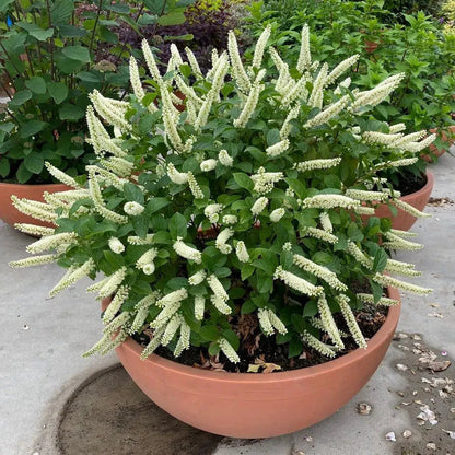 Itea virginica 'SMNIVMM' PP33549  - PW® Fizzy Mizzy® Sweetspire