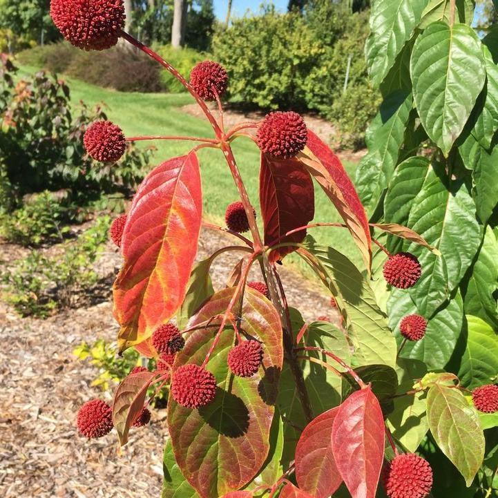 Cephalanthus occidentalis 'SMCBM'  - Crimson Comet™ Buttonbush