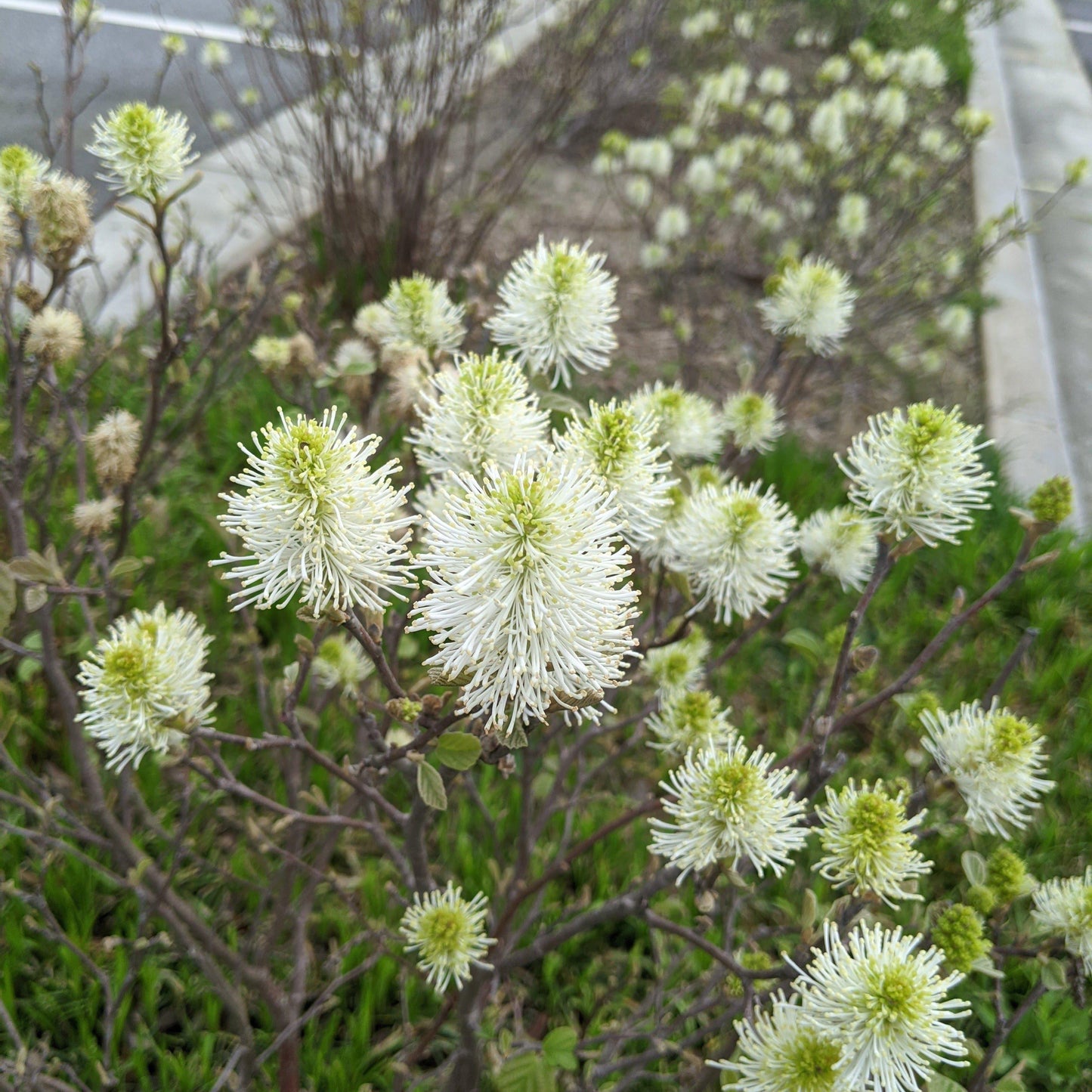Fothergilla major 'Mount Airy'  - Mount Airy Fothergilla