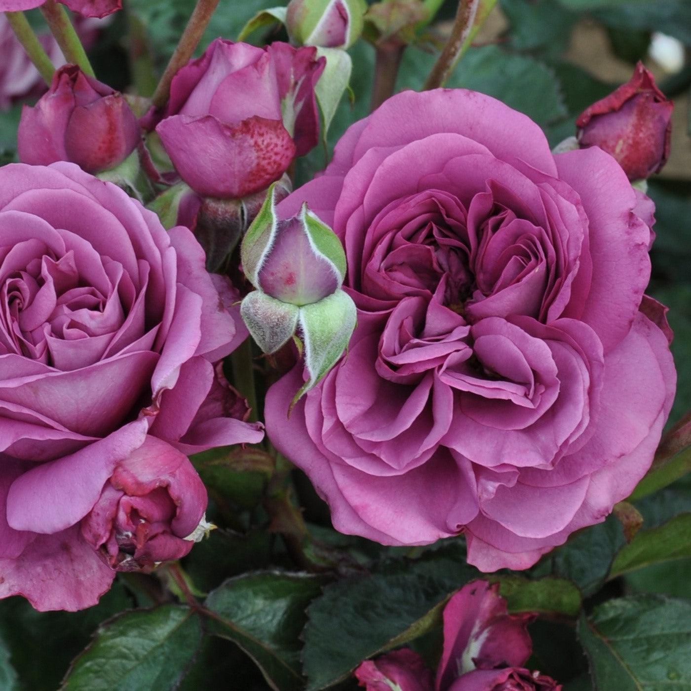 Rosa 'KORvodacom' PP 22,691  - Bloomables® Sunbelt® Plum Perfect™ Rose