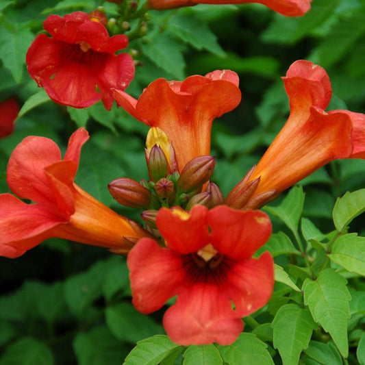 Campsis x tagliabuana 'Takarazuka Fresa' PP 23,917  - Summer Jazz™ Fire Campsis