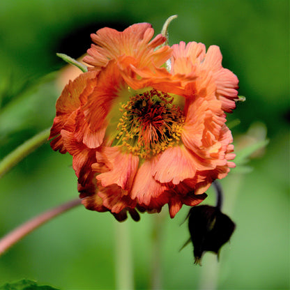 Geum 'Mai Tai'  - Cocktails™ Mai Tai Avens