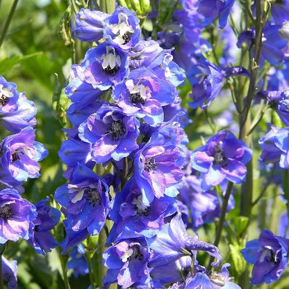 Delphinium elatum 'Guardian Blue'  - Guardian Blue Delphinium