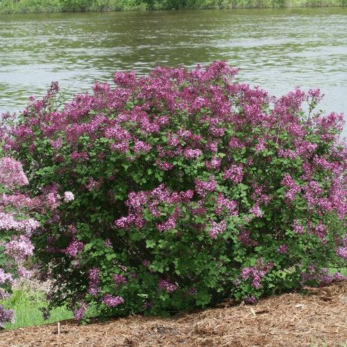 Syringa x 'SMSJBP7'  - Bloomerang® Dark Purple Lilac