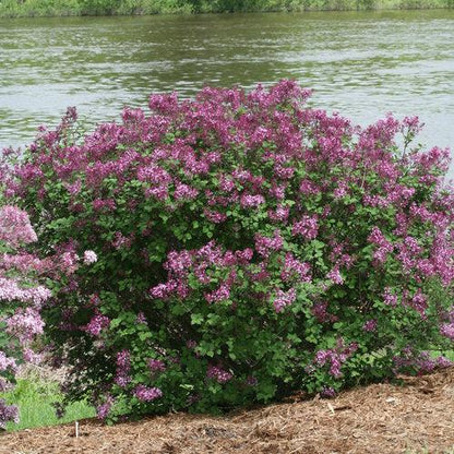 Syringa x 'SMSJBP7'  - Bloomerang® Dark Purple Lilac