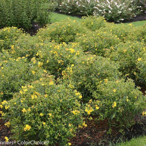 Hypericum kalmianum 'Deppe'  - Sunny Boulevard® St. John's Wort