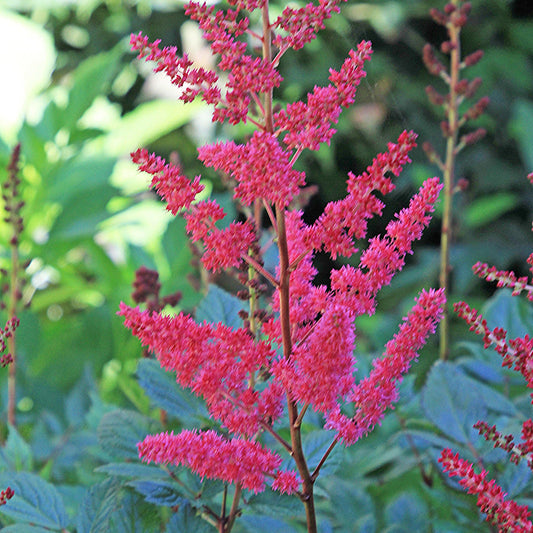 Astilbe 'Versred'  - Younique™ Ruby Red Astilbe