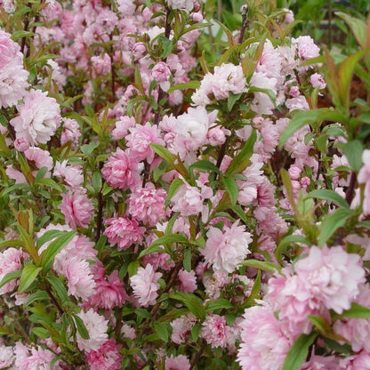Prunus glandulosa 'Rosea'  - Pink Flowering Almond