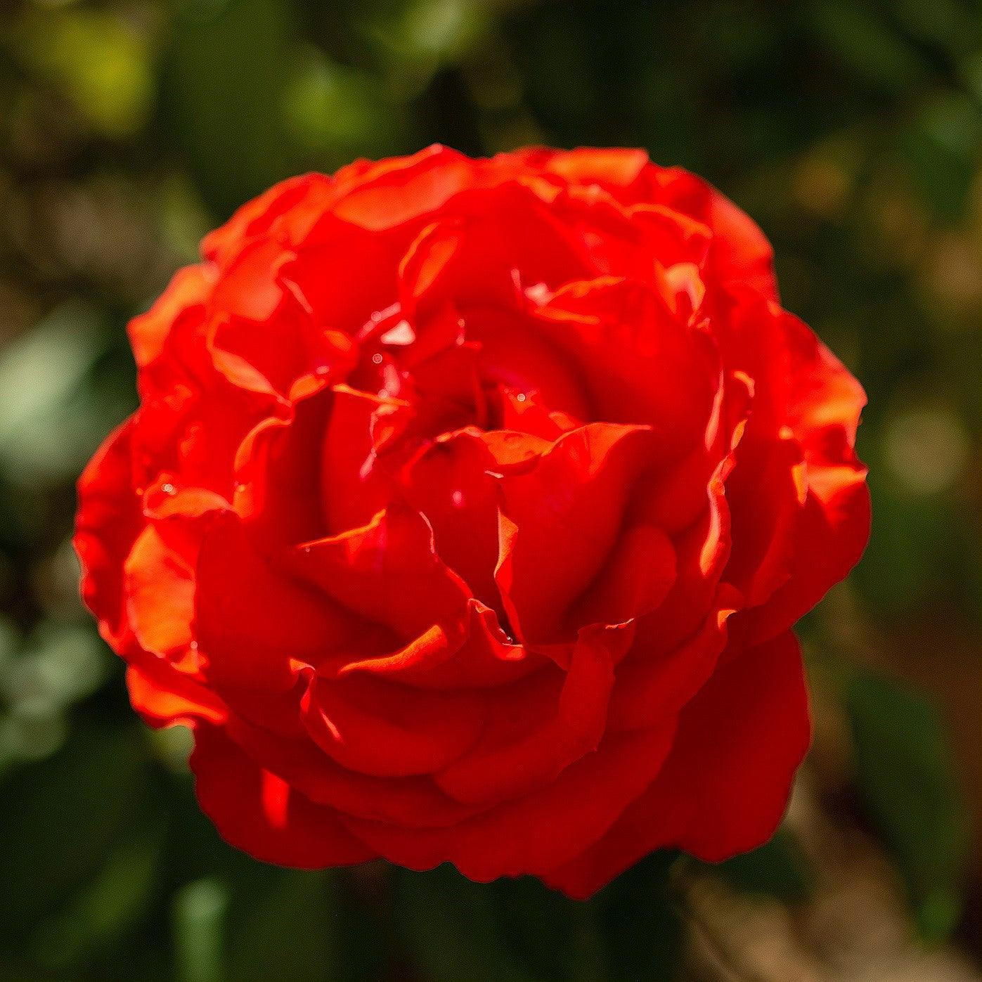 Rosa 'LIM10'  - True Bloom™ True Passion™ Rose