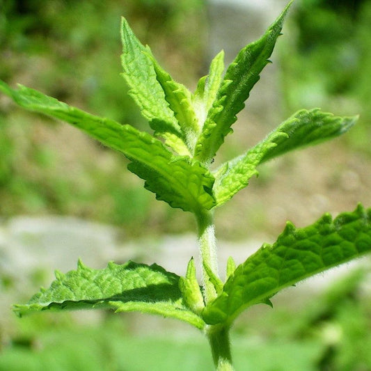 Mentha spicata  - Spearmint