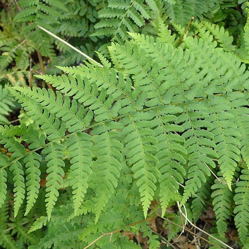 Dryopteris marginalis  - Eastern Wood Fern, Leatherwood Fern