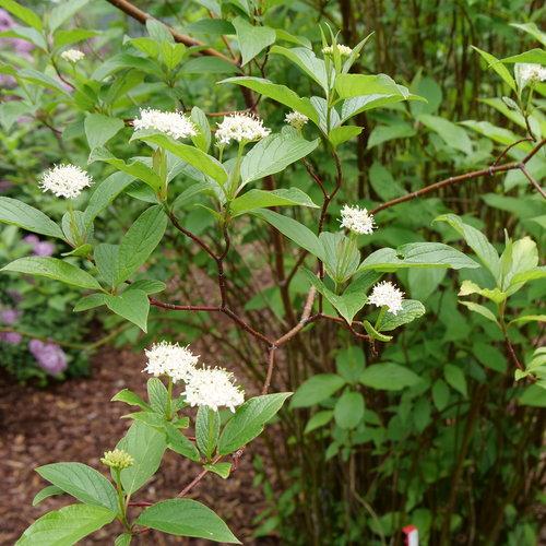 Cornus stolonifera 'Farrow'  - Arctic Fire® Red Twig Dogwood