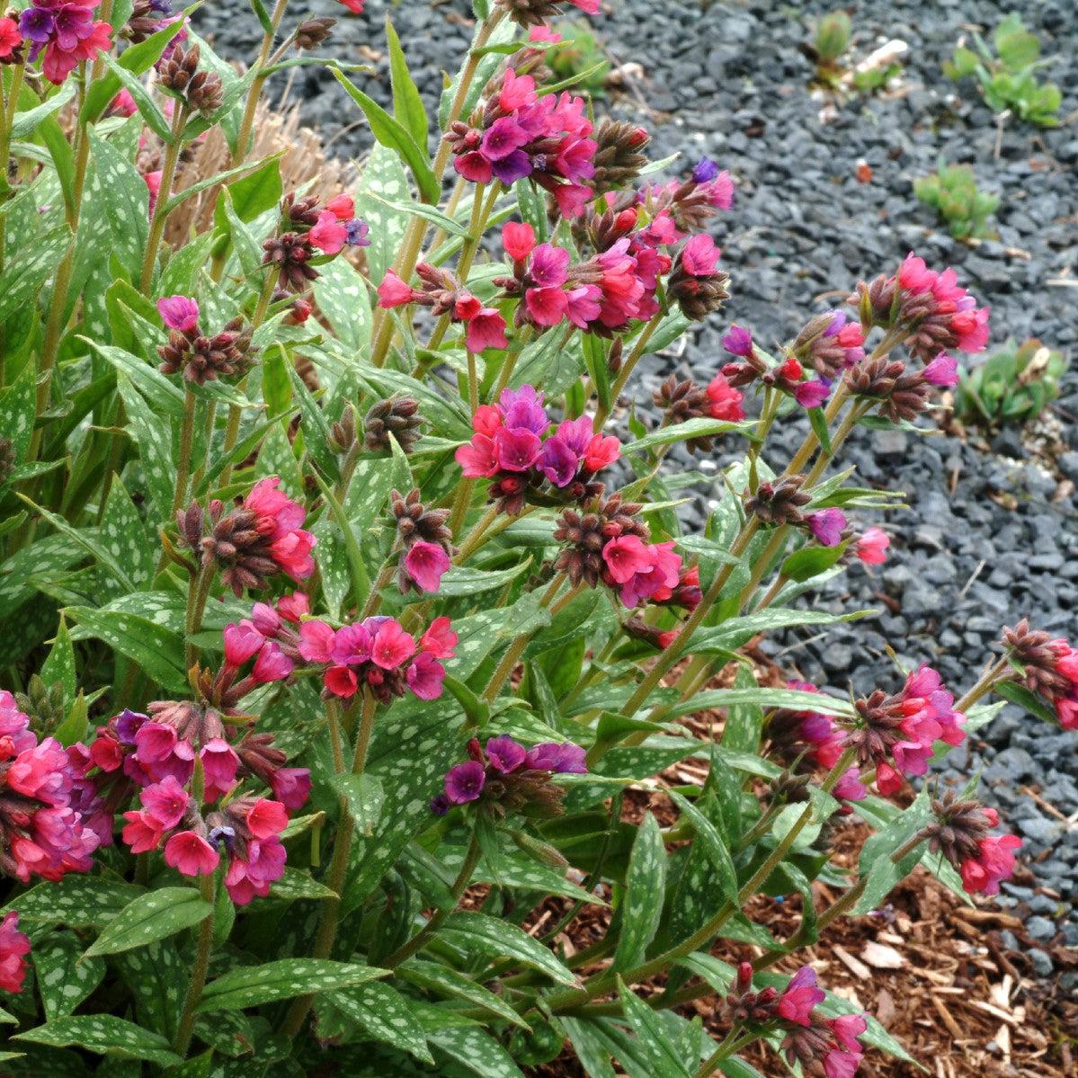 Pulmonaria 'Raspberry Splash'  - Raspberry Splash Lungwort