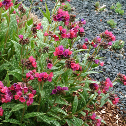 Pulmonaria 'Raspberry Splash'  - Raspberry Splash Lungwort