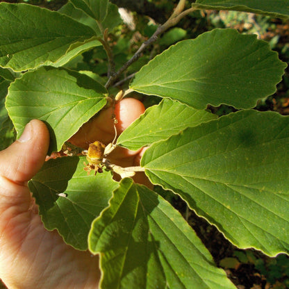 Hamamelis x intermedia 'Arnold Promise'  - Arnold Promise Witch Hazel